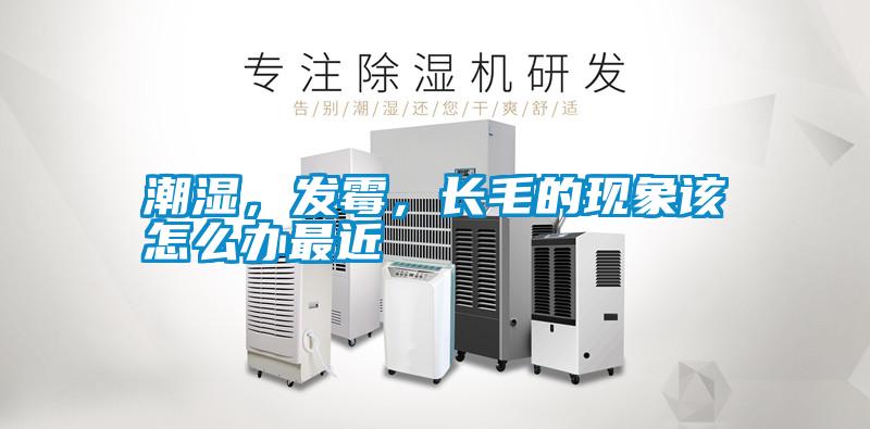潮濕，發(fā)霉，長毛的現(xiàn)象該怎么辦最近