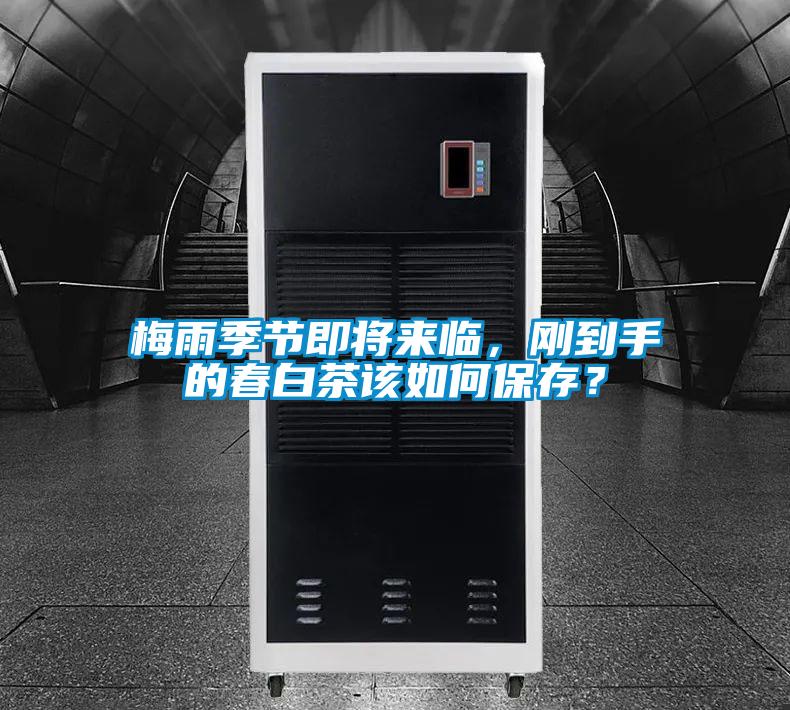 梅雨季節即將來臨，剛到手的春白茶該如何保存？